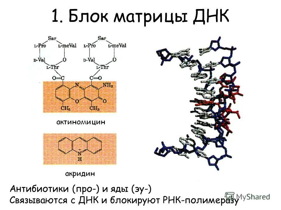 Матрица для синтеза нуклеиновых кислот