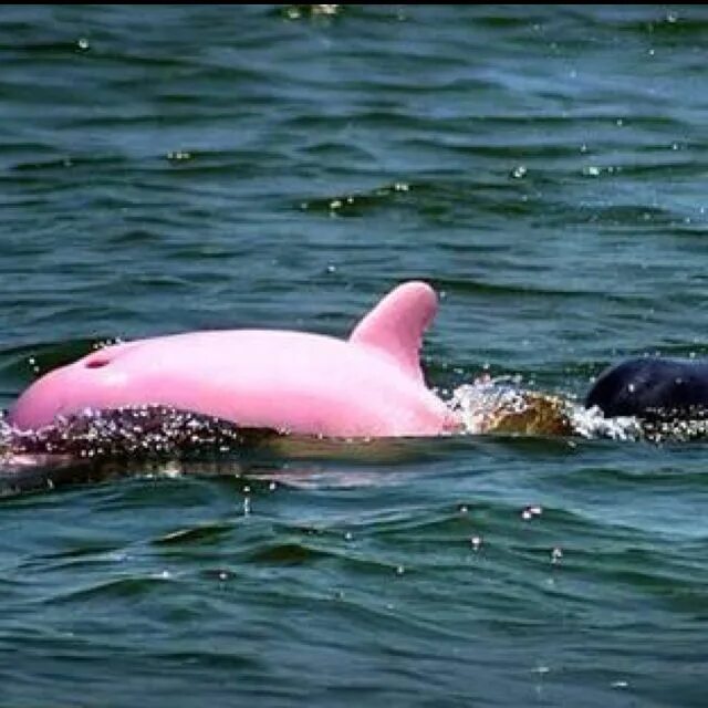 Нападение дельфинов. Дельфин-Афалина розовый. Нападение дельфинов на людей.