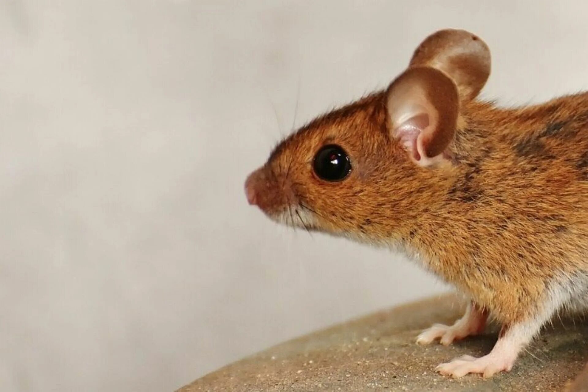 Мир мышей. Apodemus sylvaticus. Желтогорлая мышь. Коричневая мышь. Рыжий мышонок.