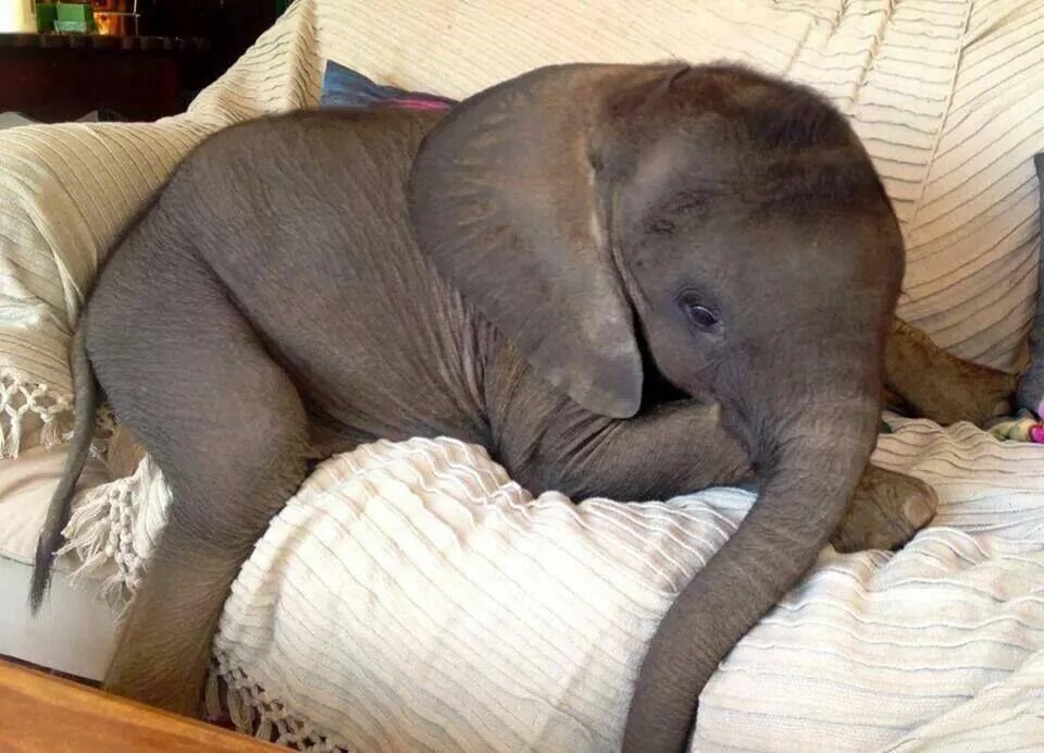 Слоненок. Домашний слон. Спящие слоны. Слоник цена