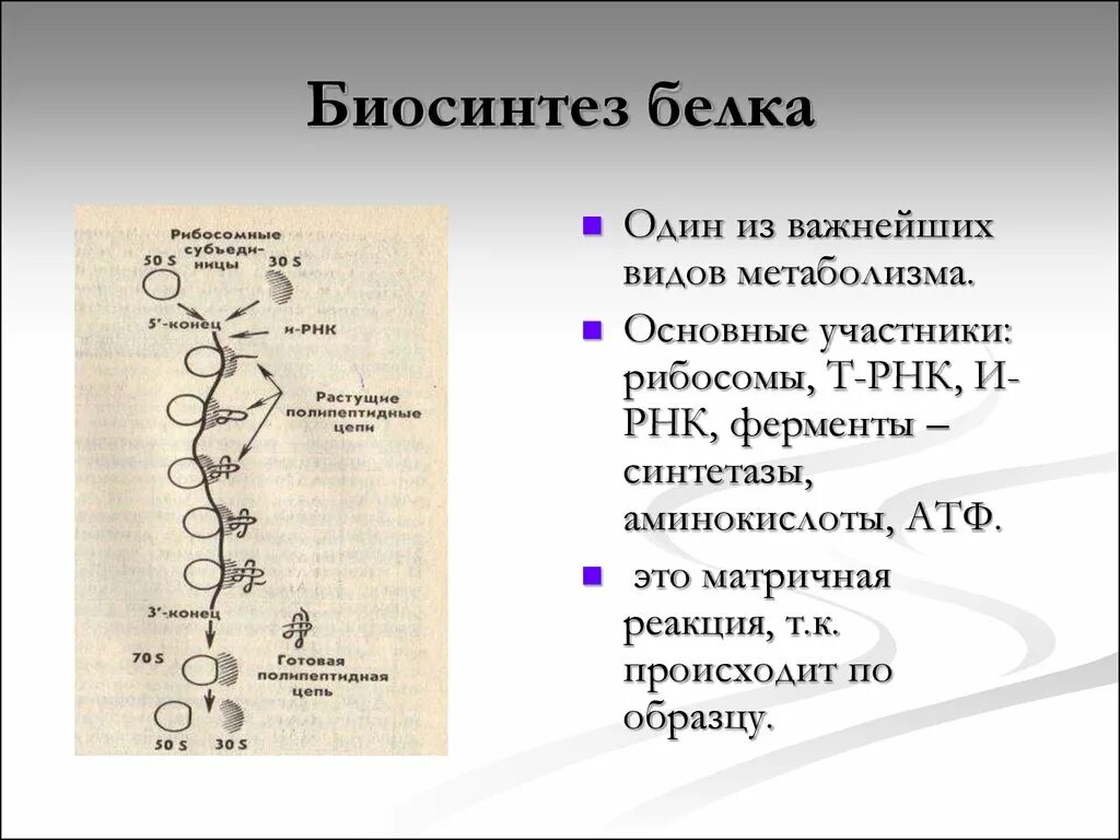 Синтез белка витамины. Общая схема биосинтеза белка. Обмен веществ Биосинтез белка. Процесс биосинтеза. Процесс биосинтеза белка схема.