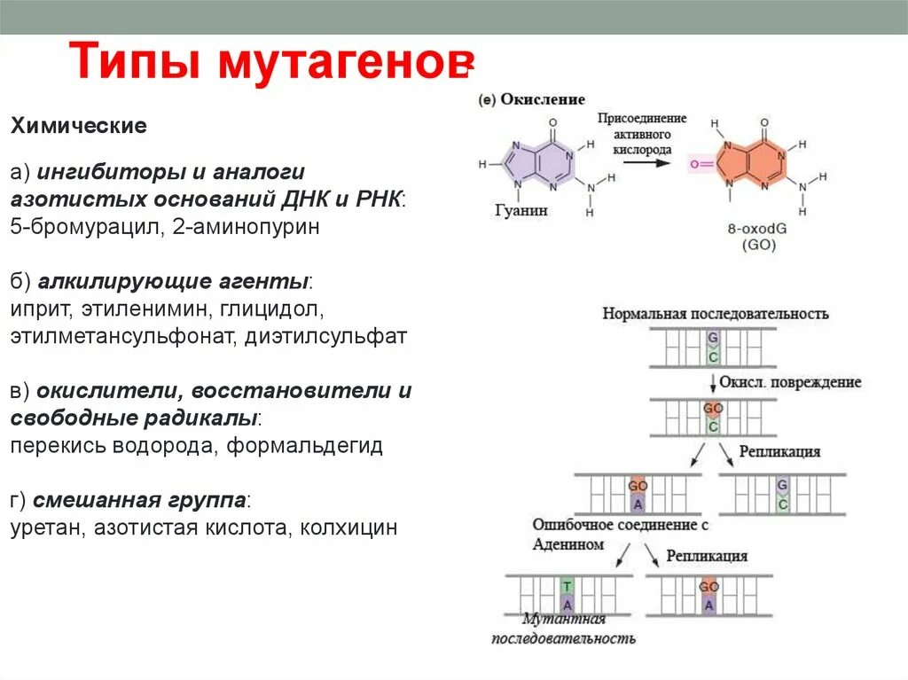 Азотистые основания ДНК. Азотные основания ДНК. Азотистые основания РНК. Типы азотистых оснований ДНК.