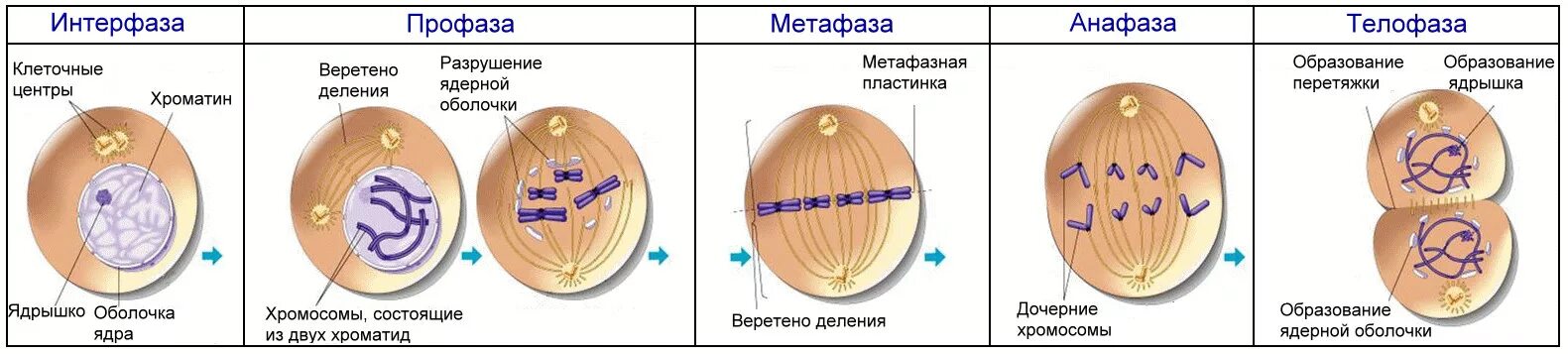 Набор хромосом и днк клетки 2n2c. Формирование веретена деления митоз. Фазы клеточного цикла митоза. Фаза деления клетки 4n4c.