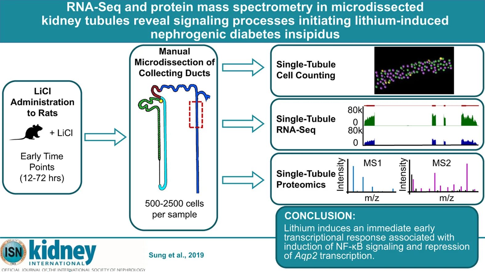 Use https doi org. RNA seq. Nephrogenic Diabetes insipidus. Журнал Kidney International. Mass Spectrometry.