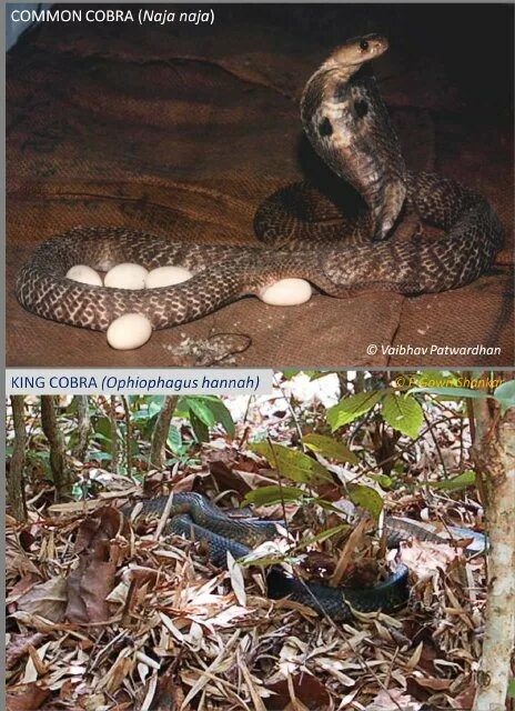 The cobra is a common poison