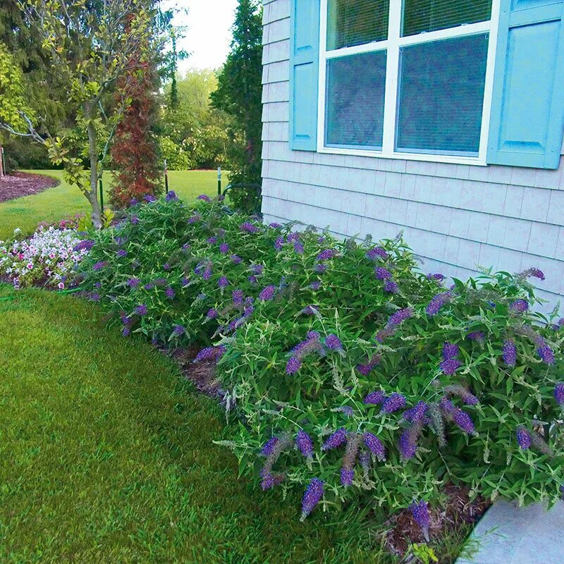 Extremely Long Bloomers Buddleia 'Grand Cascade' Butterfly bush, Perennials, Flo
