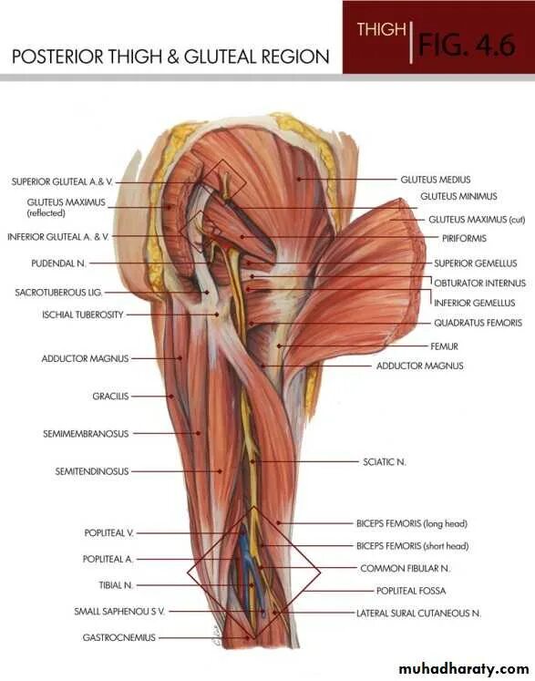 Practical anatomy