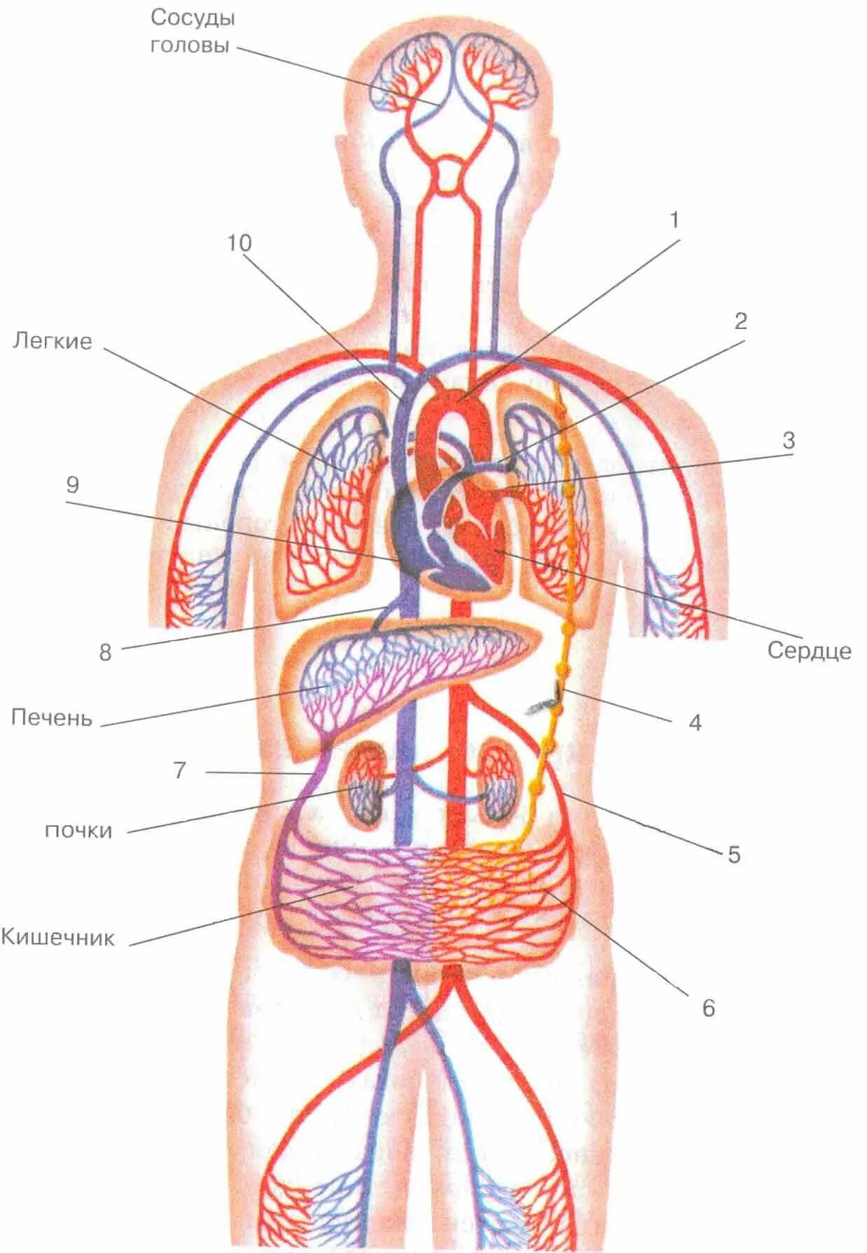 Схема малого круга кровообращения 8 класс биология. Схема кровообращения человека рис 63. Малый и большой круг кровообращения человека схема анатомия. Схема малый круг кровообращения человека 8 класс биология. Рисунок кровообращение человека