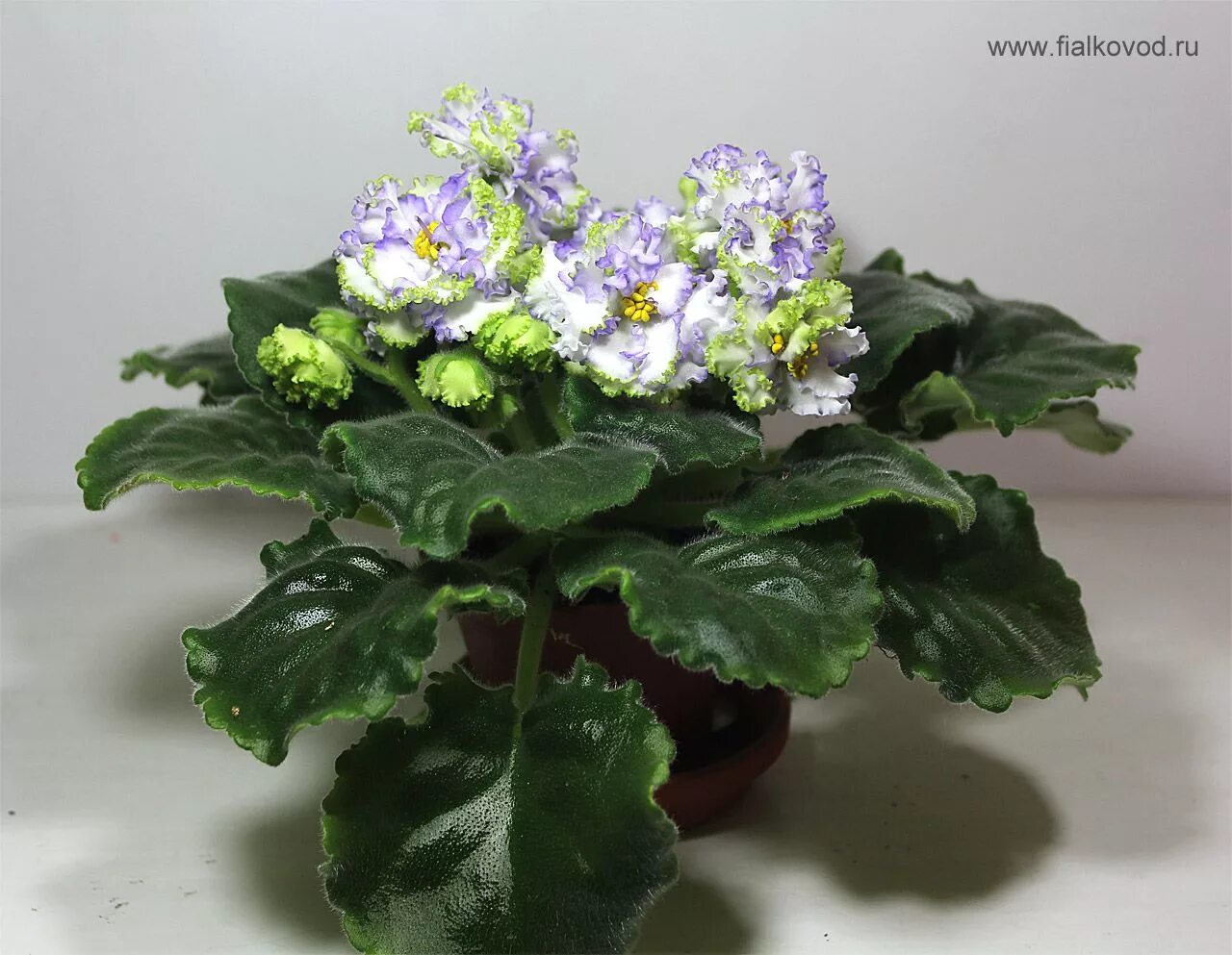 Фиалка бордо. 4 фиалка. Фиалка дымчатый мираж. Фиалка конопушка фото. Фиалка ле визит.