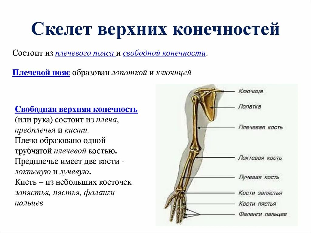 Скелет свободных конечностей отделы. Скелет верхних конечностей состоит из. Скелет пояса верхних конечностей состоит. Скелет верхней конечности свободная конечность. Скелет пояса верхних конечностей (плечевого пояса).