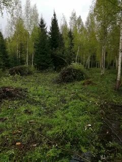Делянка в лесу