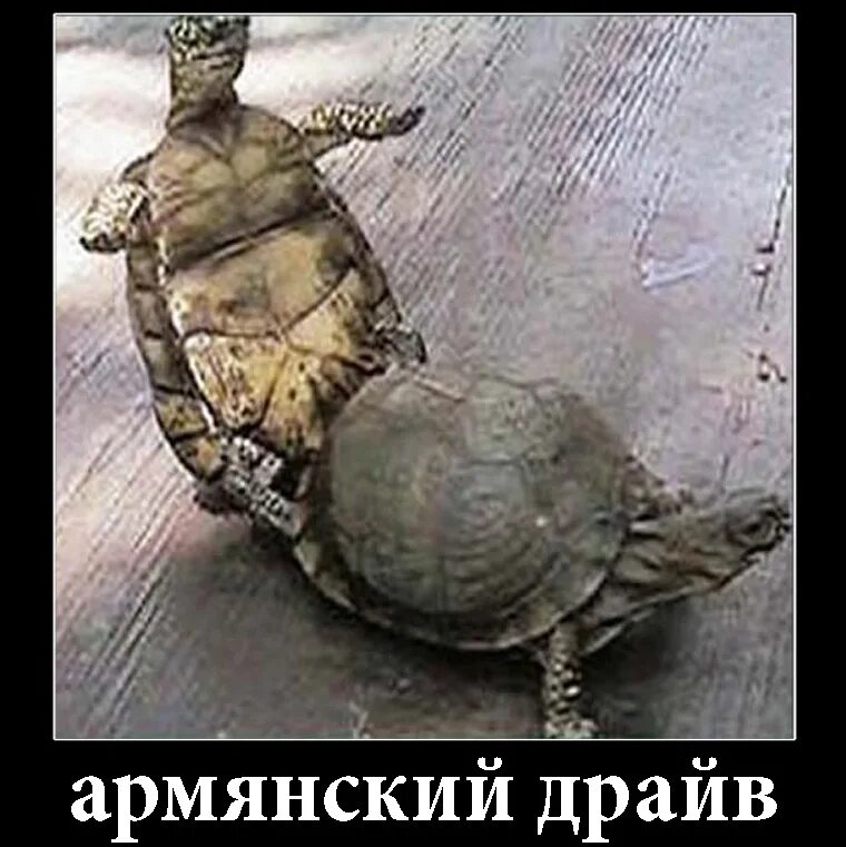 Черепаха какает. Кокоджамба черепаха. черепаха тортилла живая. коко джамбо черепаха. коко джамбо мем с черепахой.