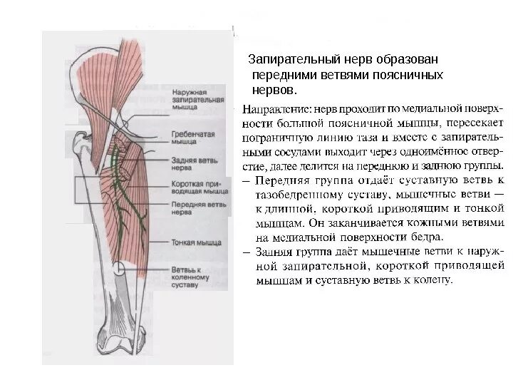 Кожная ветвь запирательного нерва. Иннервация бедренного нерва анатомия. Синдром поражения запирательного нерва. Запирательный нерв проекционная линия.