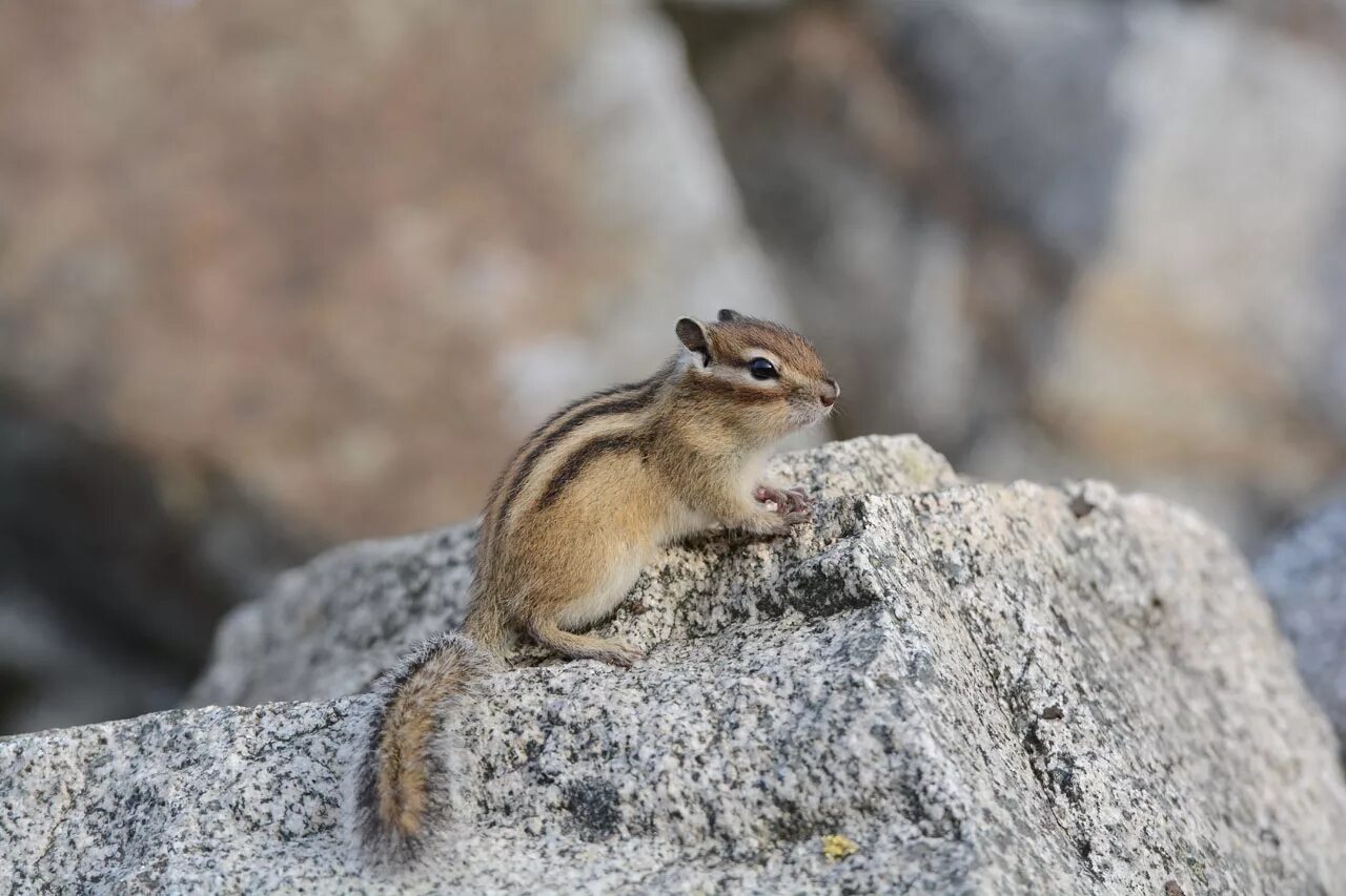 бурундук уральский. бурундук приморский край. дио бурундук. бурундук приморье. бурундук дальневосточный.