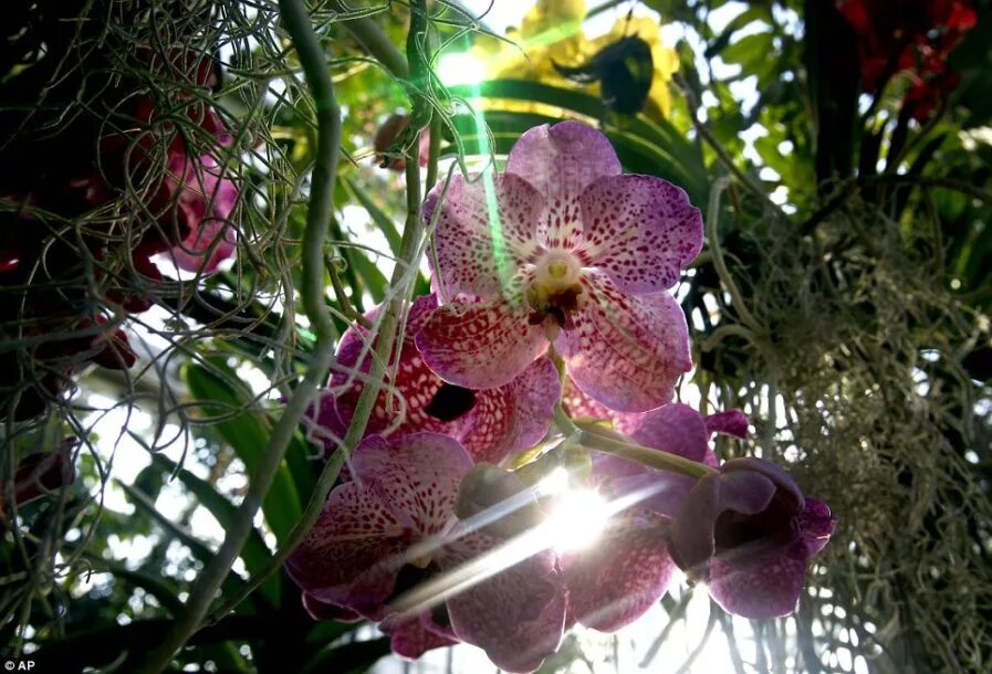 Орхидея эпифит. Фаленопсис Tropical Dream. Фаленопсис эпифит.