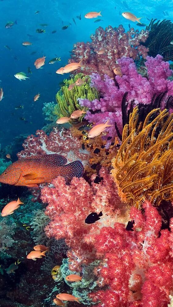 Welcome to our Community! Ocean creatures, Underwater world, Underwater life