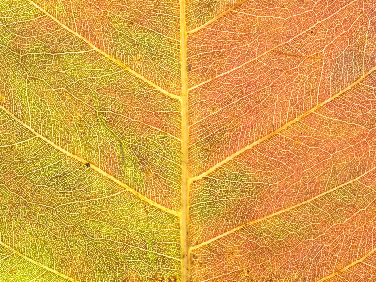 Листь. Текстура листа. Текстура листьев декоративных. Листья желто красные текстура. Текстура листа растения бесшовная.