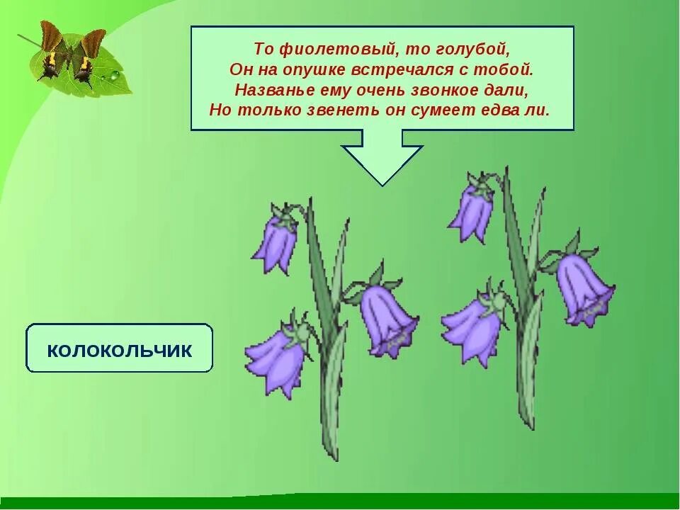 Загадка про колокольчик. Загадка про колокольчик для детей. Загадка про колокольчик цветок. Загадка с ответом колокольчик. На опушке ночью лесной колокольчик