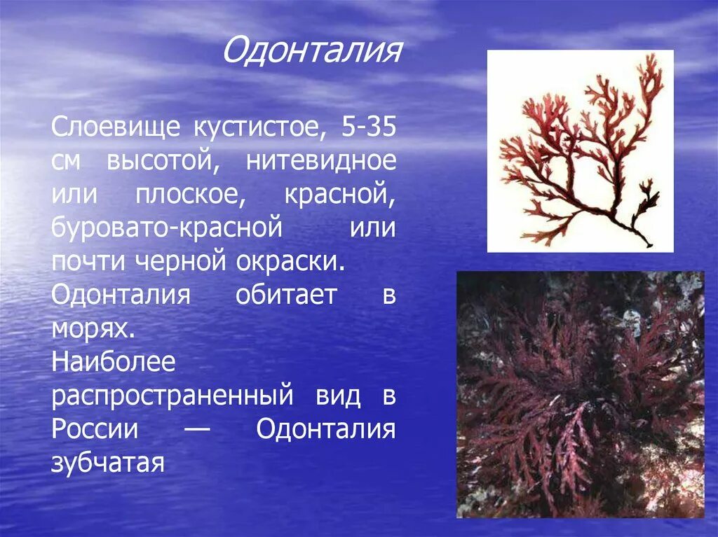 Красные водоросли Одонталия. Одонталия зубчатая. Дазия водоросль. Типы красных водорослей.