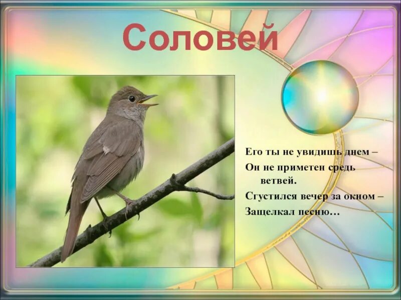 Песня соловья стих слушать. Песня соловья. Соловьи текст. Соловей за окном. Защелкал Соловей.