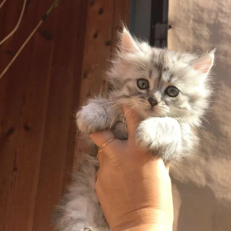 Продаю котенка девочку. Котенок девочка в добрые руки. девочка с котятами. люди которые продают котят. котика в добрые руки егорьевск.