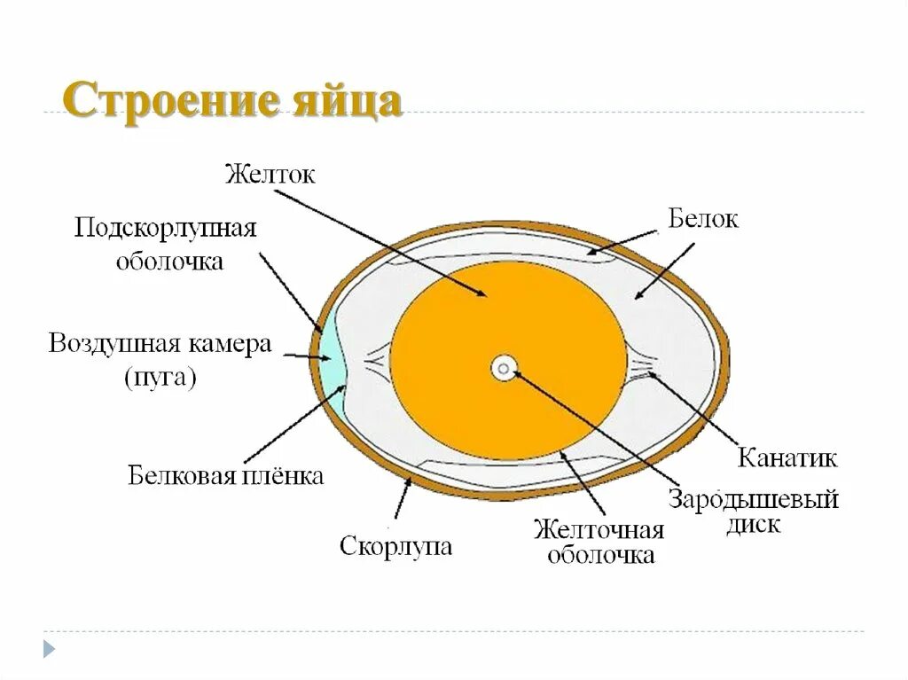 Строение яйца птицы. Строение куриного яйца. Схема строения яйца. Схема строения яйца птицы.