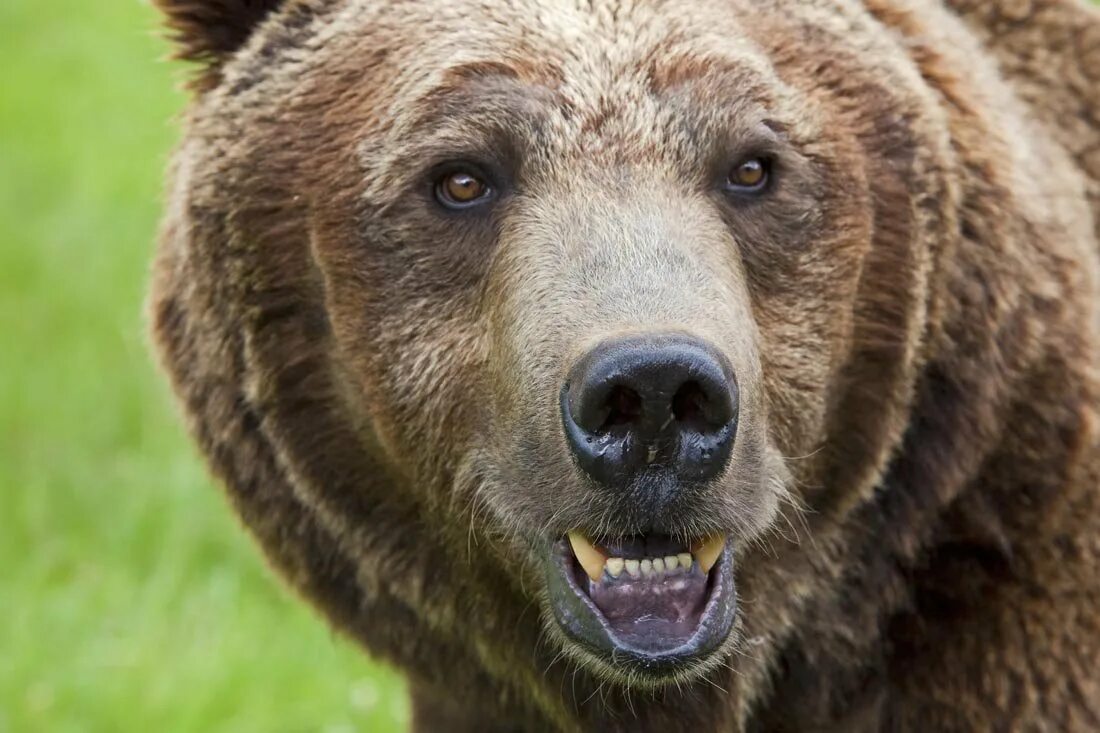 Какая голова у медведя. Глаза медведя. Бурый медведь глаза. Нос медведя. Морда медведя глаза.