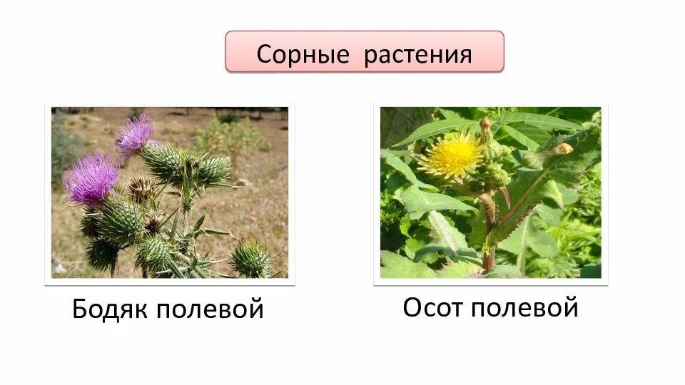 Сорняки семейства астровые. Сорные сложноцветные. Семейство сложноцветные корневая система. Сорные сложноцветные растения. Сорняки семейства астровые.