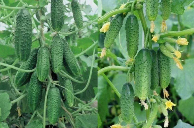 огурцы гирлянда ф1. огурец сибирская гирлянда f1. сибирская гирлянда огурцы. семена огурцов сибирская гирлянда. огурец гирлянда f1 10шт гавриш.