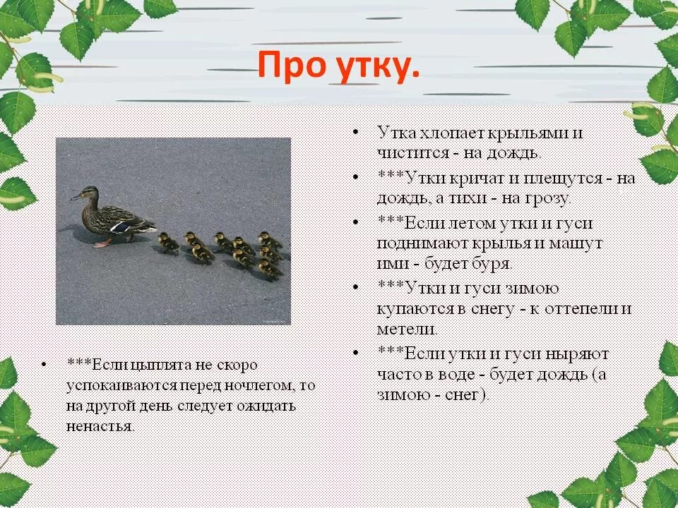 Утки примета