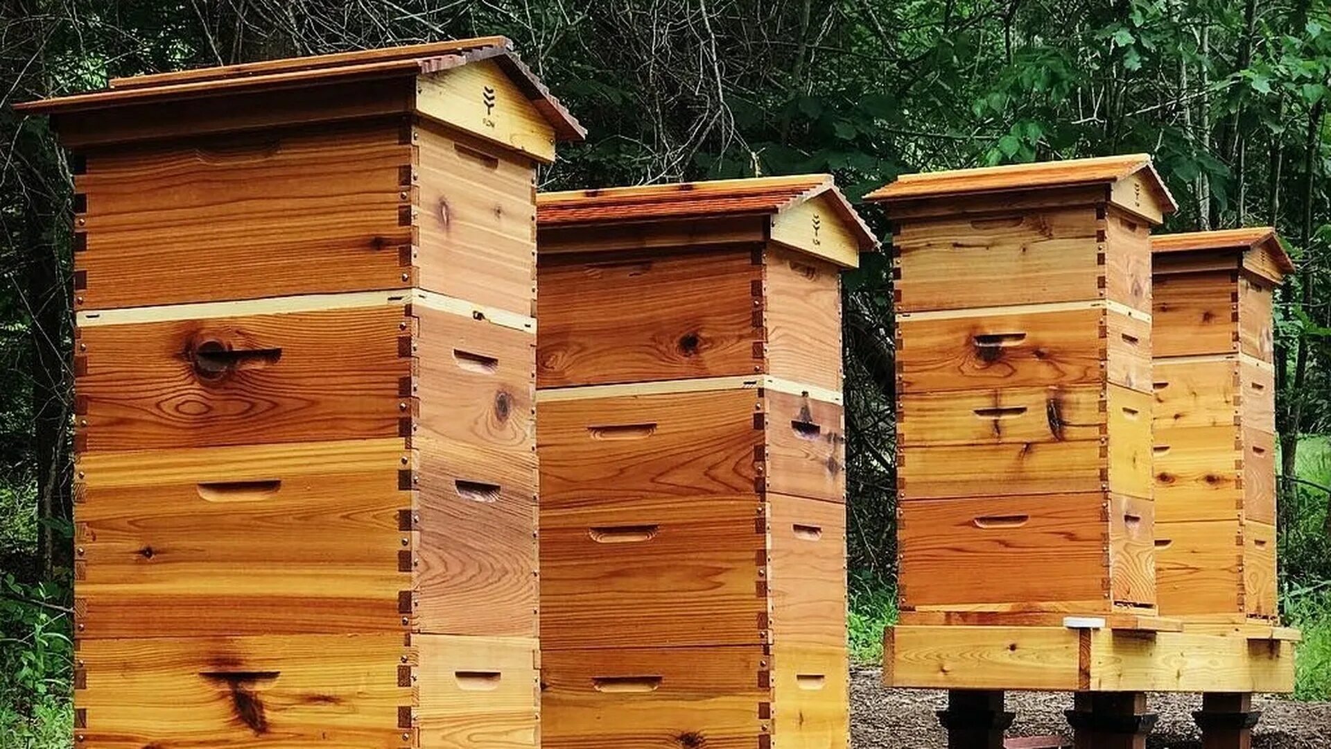Деревянные ульи купить. Улей Flow Hive. Flow Hive Honey ульи. Улья Fort Hive. Домик для пчел.