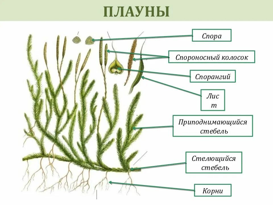 Спорангий плауна. Жизненный цикл плауна булавовидного. Плаун булавовидный строение. Жизненный цикл плауна булавовидного схема.