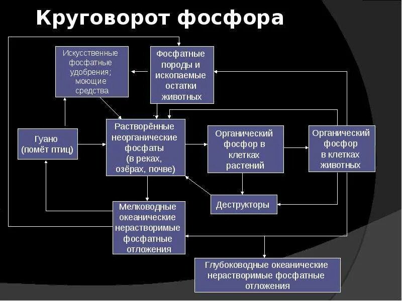 Круговорот фосфора ( по п. Круговорот фосфора в почве. Круговорот фосфора в почве. Круговорот фосфора (по ф. Схема круговорота веществ фосфора.