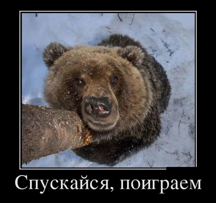 Преодоление спусков на лыжах. Лыжные ходы спуски и подъемы. Не давать спуску. Французский кот. Ожидания реальность голум.