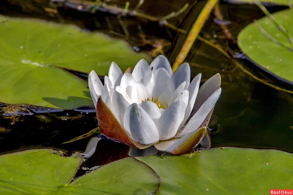 кувшинка удмуртии. кубышка купальница. какие кувшинки в красной книге. кувшинка чисто белая водяная лилия. нимфея чисто белая.