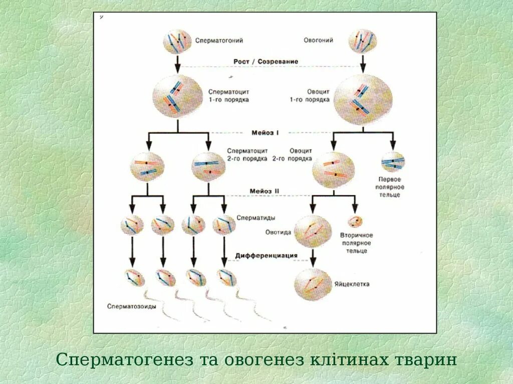 Из каких клеток образуются сперматогонии. Редукционное деление сперматоциты 1 порядка вступают в мейоз. Первый блок овогенеза. Блоки мейоза в овогенезе. Сперматогенез и овогенез.