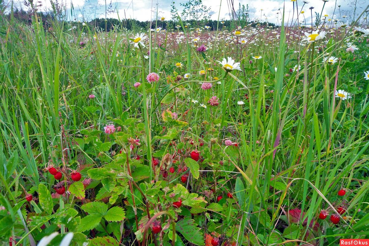 земляничные поляны песня. лесная земляничная поляна. земляничные поляны песня. земляничные поляны песня. земляничная поляна.