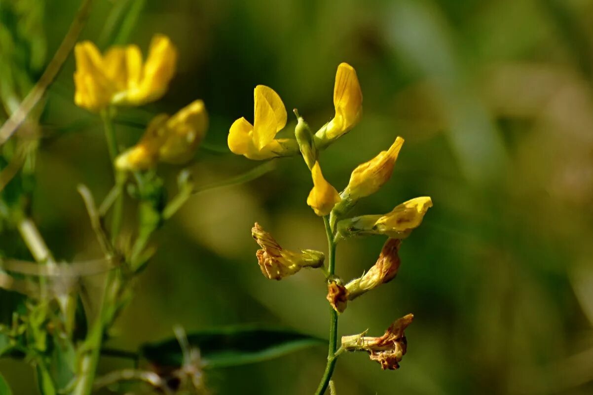 Растения чина луговая. Чина луговая (lathyrus pratensis). lathyrus pratensis чи́на лугова́я. чина луговая зернобобовая. чина луговая гербарий.
