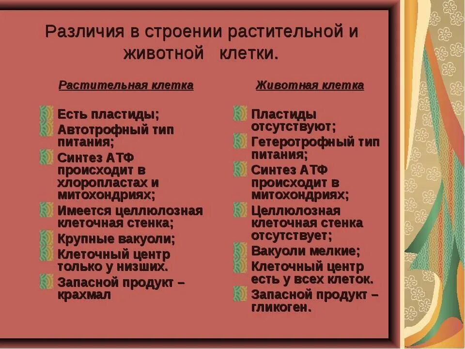 Сходство и различие клеток растений. Различия между клетками растений и животных. Различия клетки животного и растения. Отличия между клетками растений и животных. Отличия растительной и животной клетки.