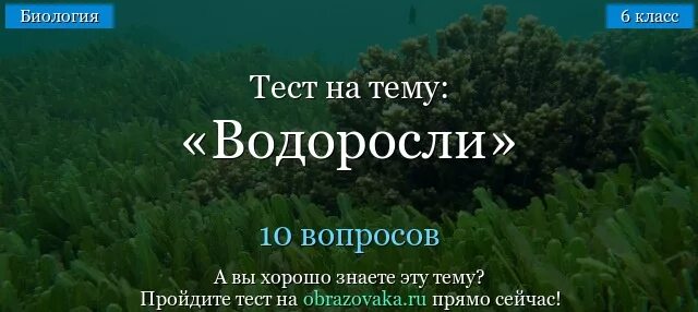 Контрольная водоросли