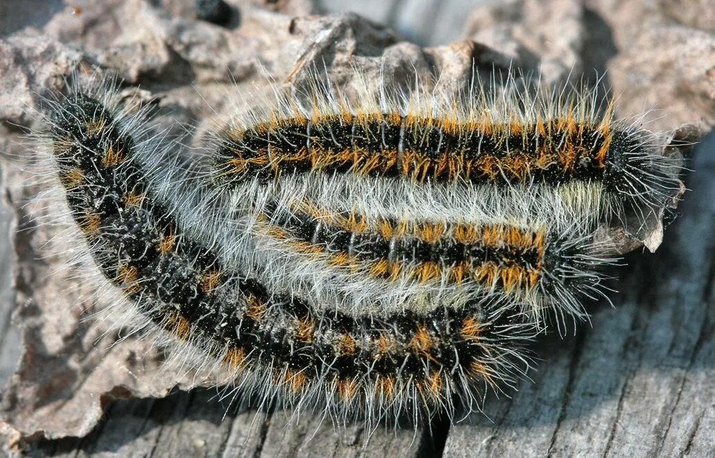 гусеницы сибири. непарный шелкопряд гусеница. ). шелкопряд кедровый сибирский. сибирский шелкопряд (dendrolimus superans).