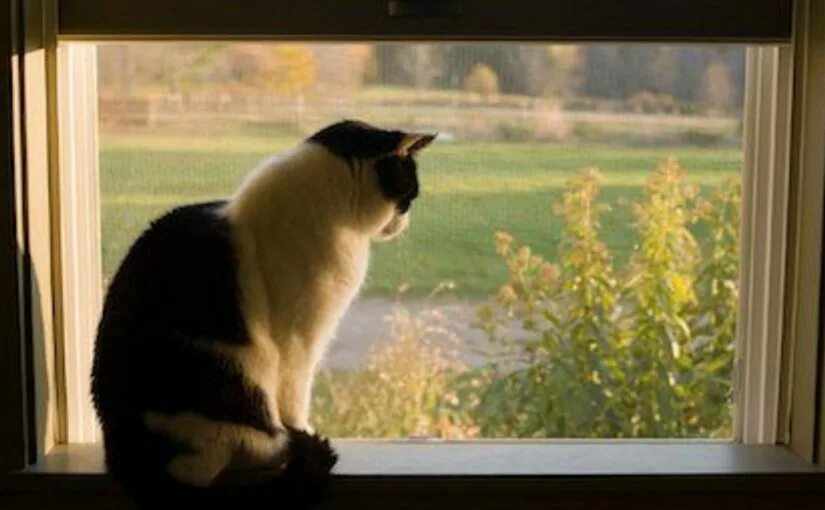 Cat is looking though the Window. Cat looking out the Window. Cat looked out of the Window. Фото look out the Window. I looked out of the window