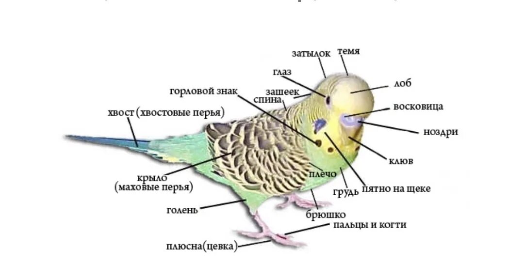 Можно ли включать пение попугаев попугаю. Внешнее строение волнистого попугая. Строение тела волнистого попугая. Строение волнистого попугая. Строение организма волнистого попугая.
