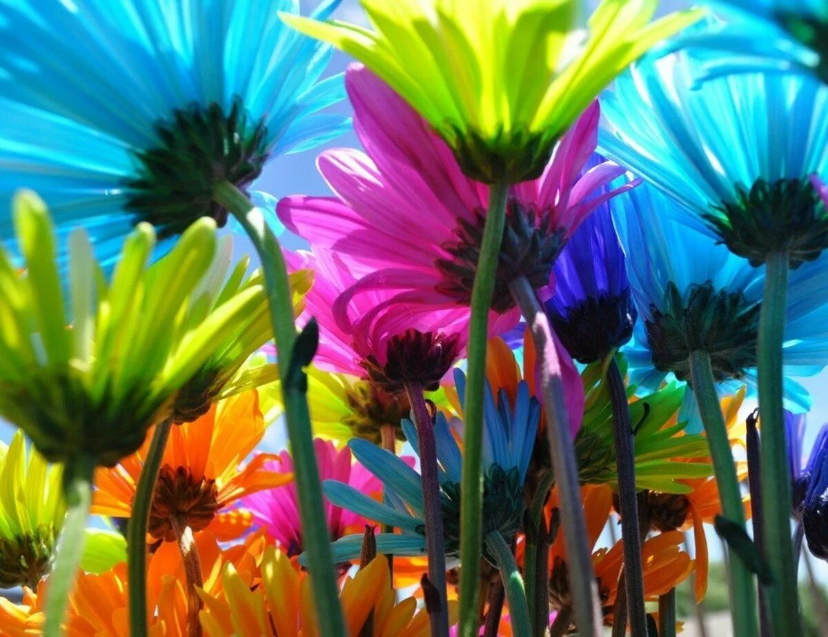 Питер Ван де Веркен. Яркие цветочки. Разноцветные цветы. Радужные цветы.