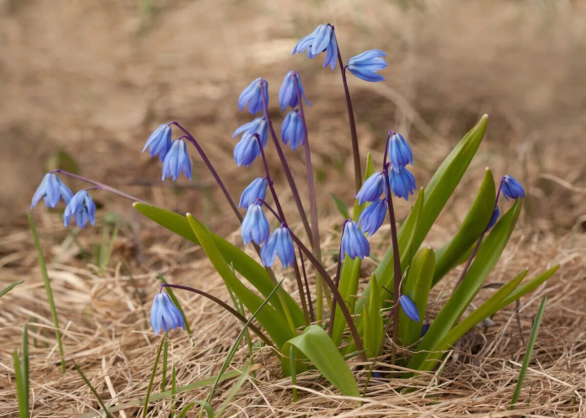 Пролеска сибирская. Пролеска Сибирская (Сцилла). Пролеска Сибирская Scilla Siberica. Пролеска колокольчатая. Пролеска двулистная.