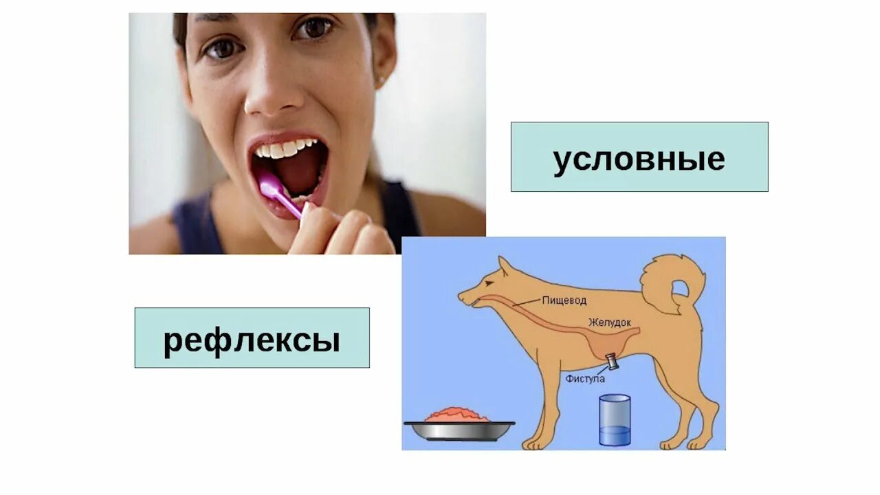 Условный рефлекс. Условные рефлексы у человека. Примеры условных рефлексов у человека. Условные рефлексы примеры.