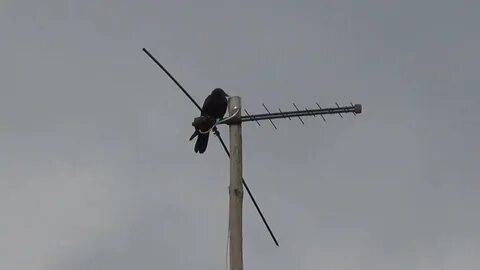 Антенна акадо как отключить