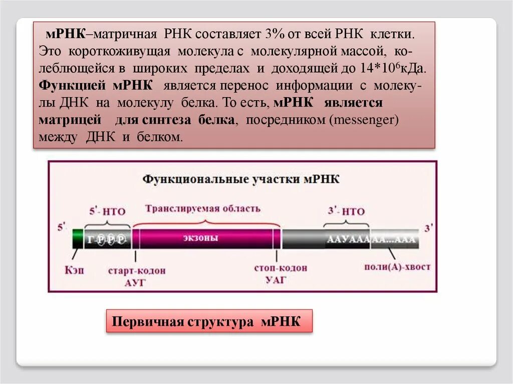 Матричная днк начинается. МРНК строение функции. Информационная РНК строение. Матричная РНК строение. Структура матричной РНК.