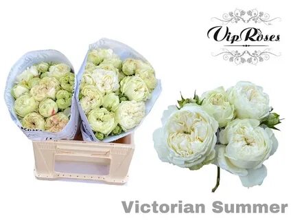Vip roses