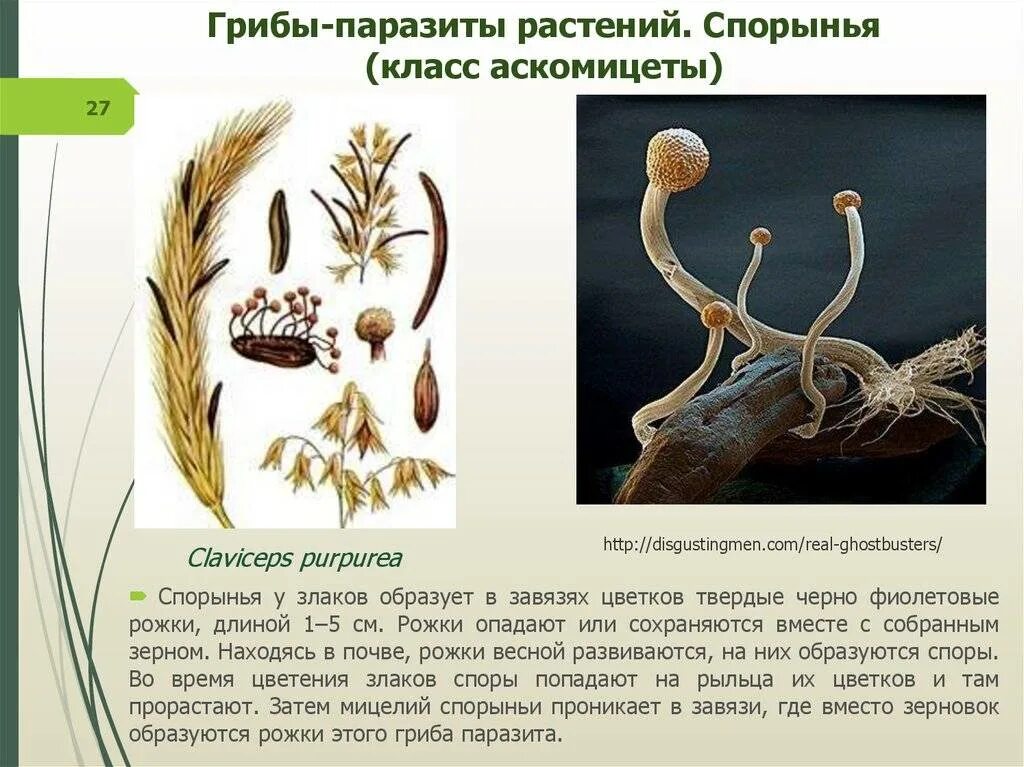 Спорынья группа грибов. Спорынья гриб паразит строение. Гриб спорынья паразит злаковых. Спорынья строение гриба. Головня и спорынья.